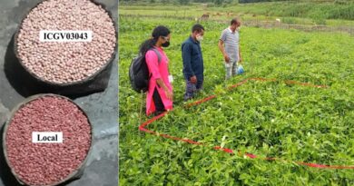 Improved seeds and better agronomic practices increased groundnut pod yield by 40% in Koraput, Odisha