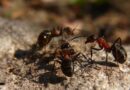 Study of ants suggests a need for better biodiversity conservation across agricultural land in the tropics