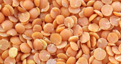 Lentil production expected to increase by 15 to 25 percent in Madhya Pradesh