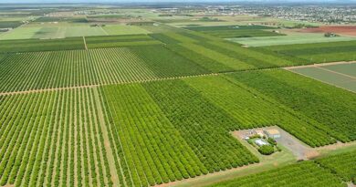 Australia: Premium nut, premium orchard, net negative carbon emissions