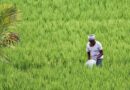 Madhya Pradesh Government transfers crop insurance benefit of 7,600 crores to farmers