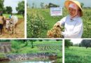 Icrisat@50: Putting Icrisat’s Evolution In Perspective- A Three Article Series