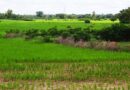 A 20-year time series data on rice fallows presents an opportunity to increase legume production in India