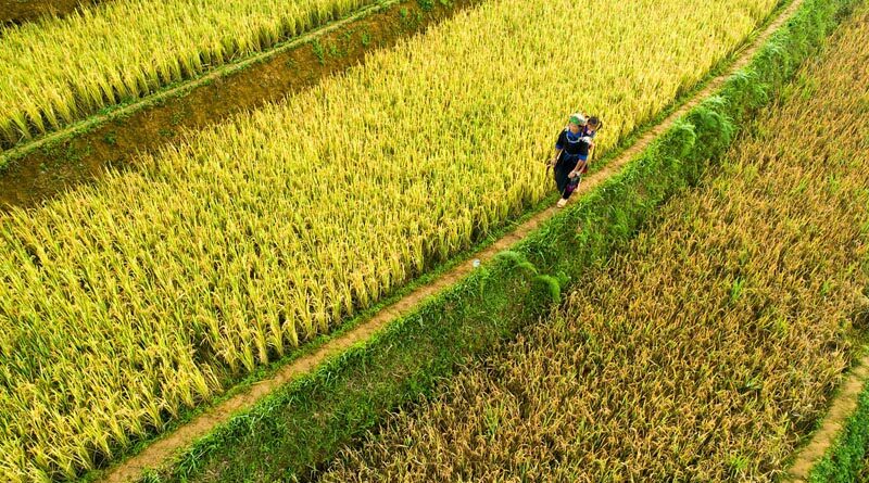 China's agricultural product wholesale prices continue to drop
