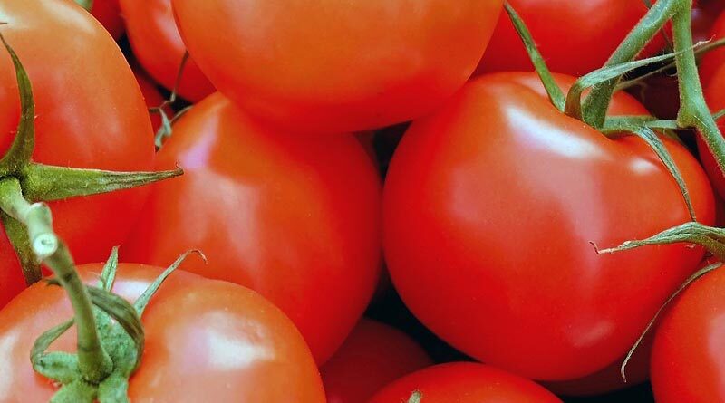 Madhya Pradesh farmer sold tomatoes worth 8 crores; State Agriculture Minister interviews him