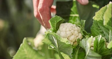 IStem cauliflower up for prestigious Innovation Award