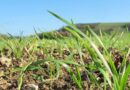Paddock practices: Inoculating legumes in sandy soils