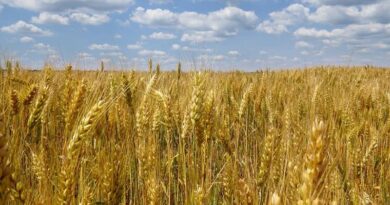 Crisis in Ukraine underscores the need for long-term solutions for global food security