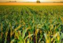 Australia: How can we achieve grain maize yields of 18+ t/ha?