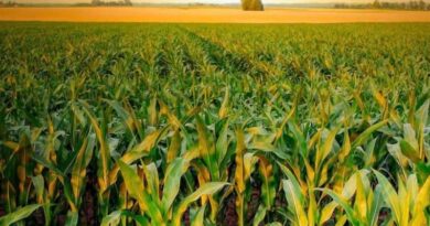 Australia: How can we achieve grain maize yields of 18+ t/ha?