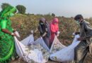 CABI’s work to help Pakistan produce better cotton extended for another three years
