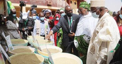 Millet, a Food of the Future for the Sahel Region