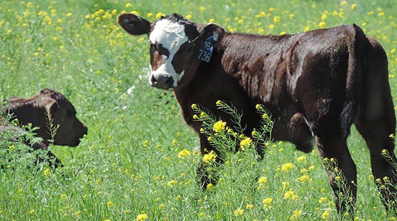 Benefits of Early Calving Are Increasing Due to Late Winter Warming