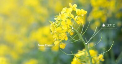 Case Study: Protecting canola farmers from heat blast