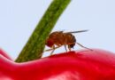 Field cage study highlights safety of classic biological control agent against devastating invasive fruit fly