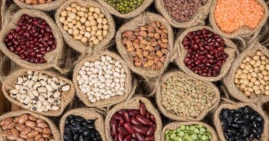 Australia: Grain legume growth targeted in new WA research