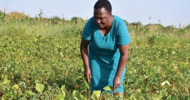 Climate smart crops improve livelihood of farmers in south eastern kenya