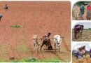 Icrisat@50: engagement with development of agriculture in drylands