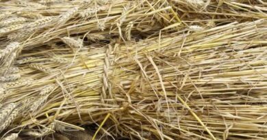 Cabinet approves Minimum Support Price of Raw Jute for 2022 -23 season