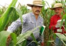 Supporting the growth of local maize seed industries: Lessons from Mexico