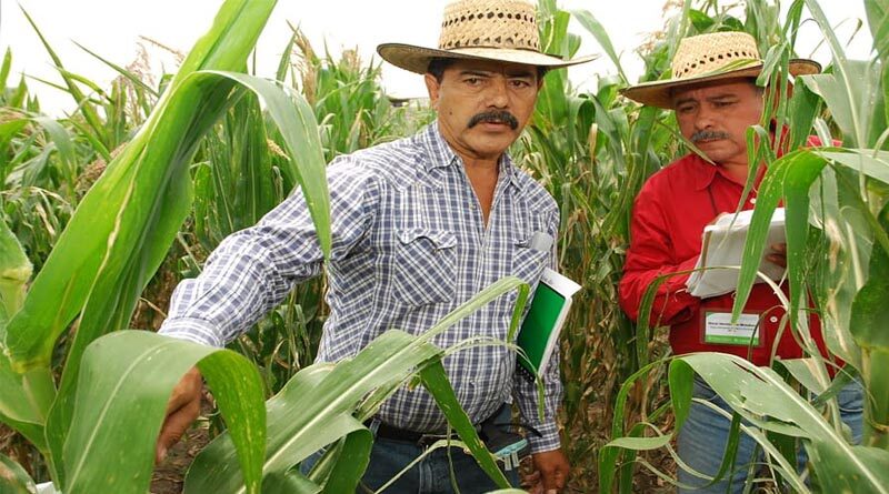 Supporting the growth of local maize seed industries: Lessons from Mexico