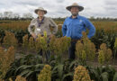 Research makes strong case for early sown sorghum in the north