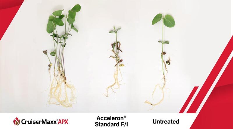 Syngenta introduces CruiserMaxx® APX soybean seed treatment for unmatched Pythium and Phytophthora protection