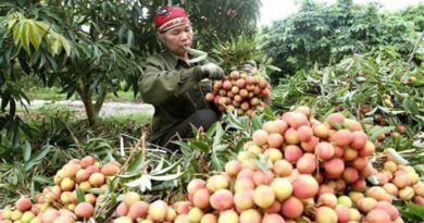Agro-forestry and fishery exports in the first 2 months of 2022 reached 8 billion USD