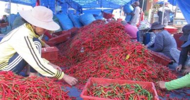 Vietnamese fresh chili approved for export to China