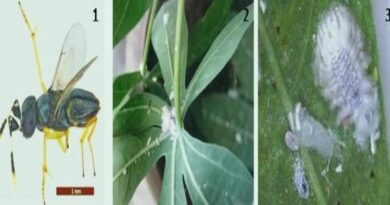 Release of an Exotic Parasitoid Wasp to Tackle Invasive Cassava Mealybug Menace in India