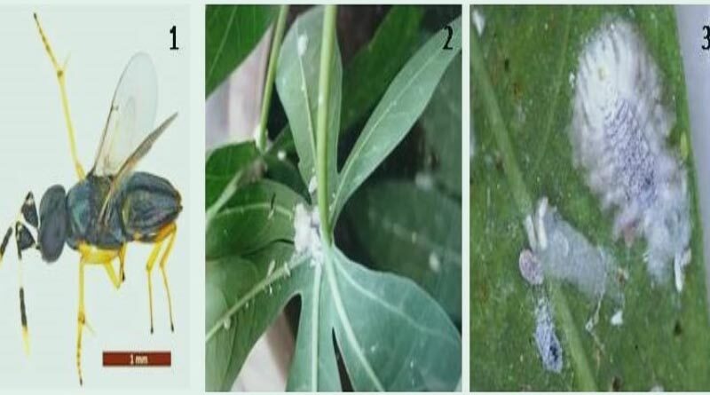Release of an Exotic Parasitoid Wasp to Tackle Invasive Cassava Mealybug Menace in India