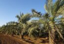 Date Palms has changed fortune of farmers in Barmer Rajasthan