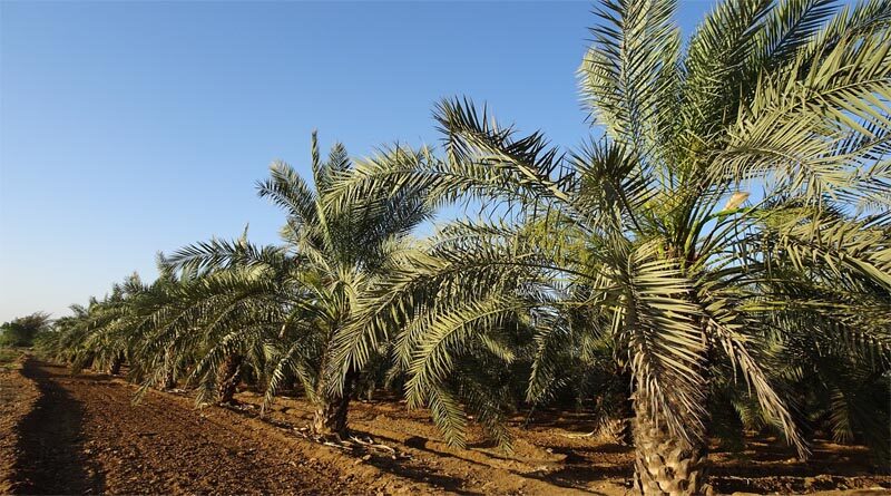 Date Palms has changed fortune of farmers in Barmer Rajasthan