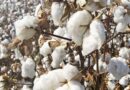 Bt cotton seed prices for 2022-23 released by Agriculture Ministry of India