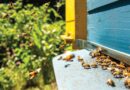 Beekeeping sector: results of the pilot study on honey bee selection