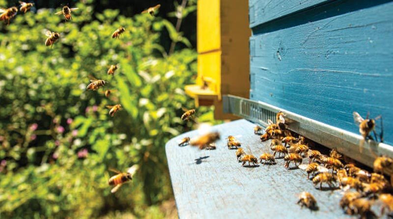 Beekeeping sector: results of the pilot study on honey bee selection