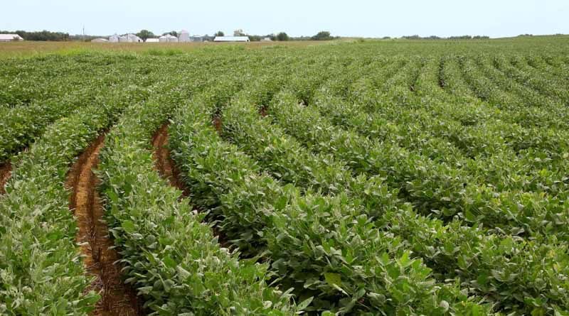 SOPA flays SEA's proposal to switch from soy cultivation to other crops
