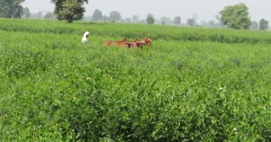Indian Government extends import of Pigeon Pea and Urad for 1 year period