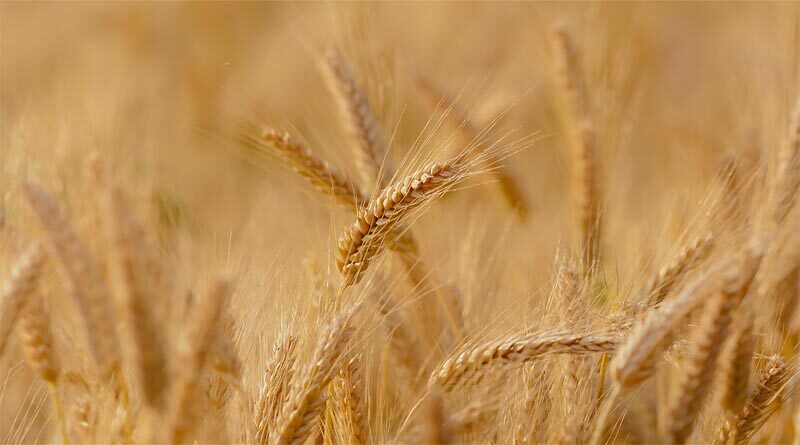 Wheat prices soaring in central India, farmers avoid selling on MSP
