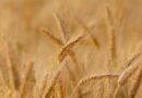 India: Haryana government to start wheat procurement from 1st April
