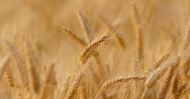 India: Haryana government to start wheat procurement from 1st April