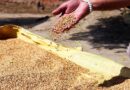India may export 7 million tonnes of wheat in the current fiscal year
