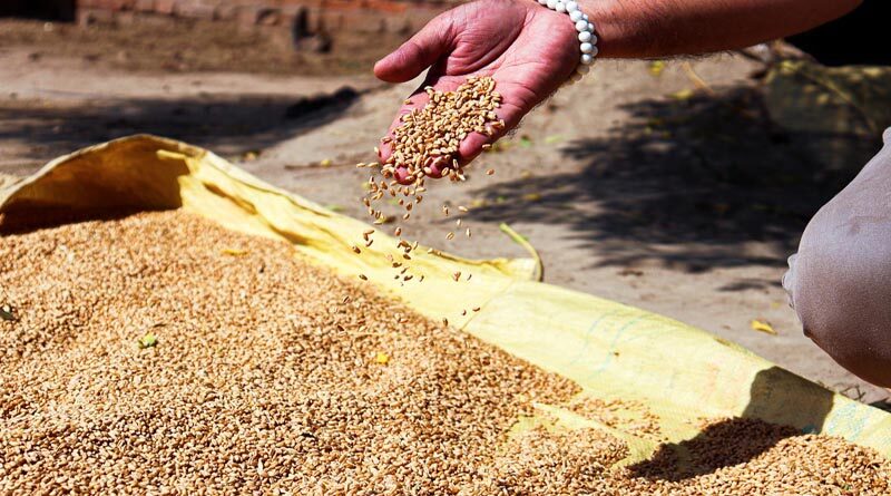India may export 7 million tonnes of wheat in the current fiscal year