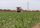 Maize application advice to stay weed free all season