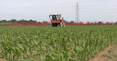 Maize application advice to stay weed free all season
