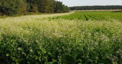 Syngenta seed mixes enhance environmental assets