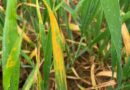 Key considerations for T1 wheat applications
