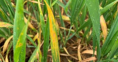 Key considerations for T1 wheat applications