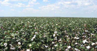 Vice President Venkaiah Naidu calls for improving cotton yield and productivity
