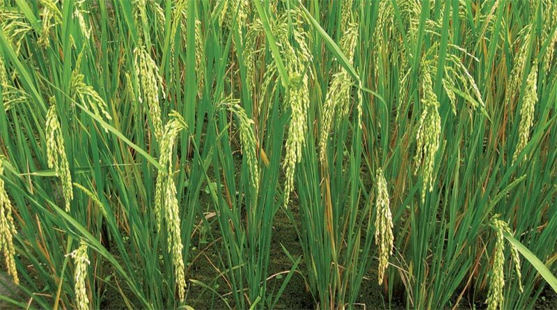 Vice-premier underlines stable corn, rice production
